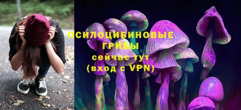 Псилоцибиновые грибы Cubensis  Бронницы 